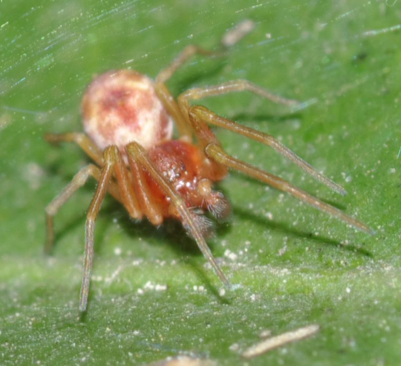 Maschi di Nigma sp. - Arcavacata di Rende (CS)